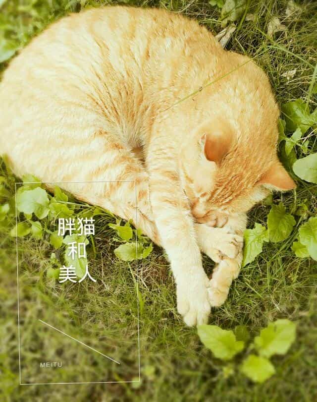 胖猫和美人 封面