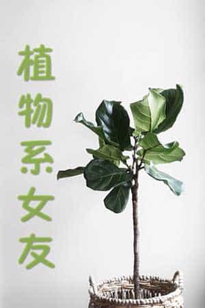 [综英美]植物系女友 封面