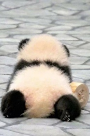 《熊猫幼崽，为爱低头》封面